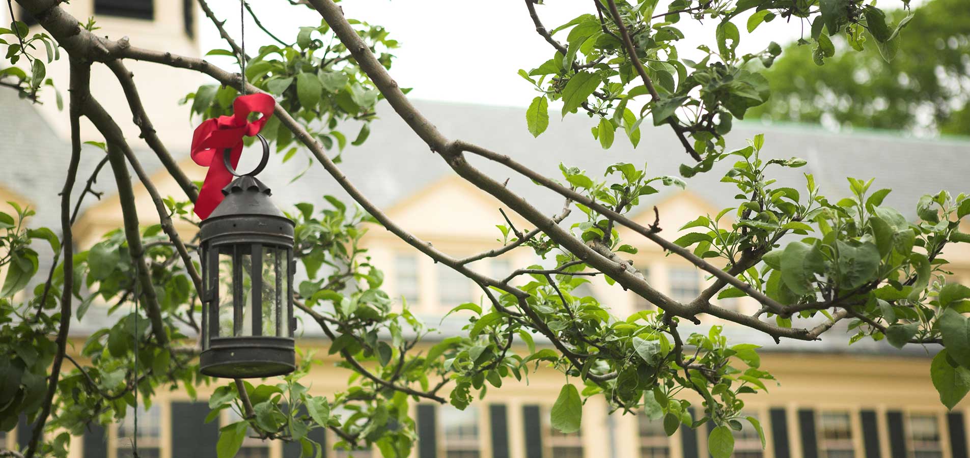 lanterns in the tree