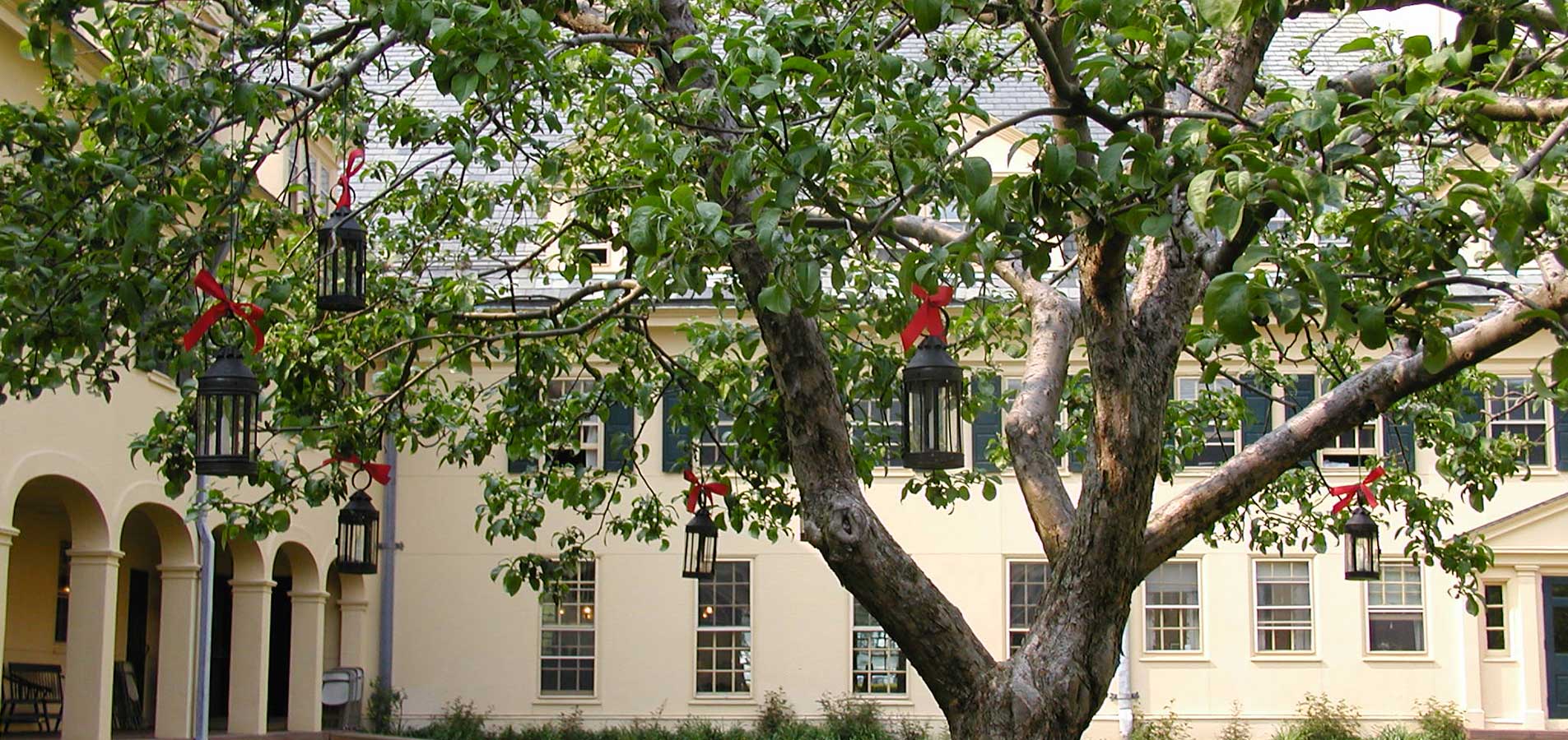 tree with lanterns